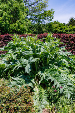 Cardoon leaves growing in an early summer garden.