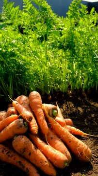 Carrot harvest in the garden. Selective focus.