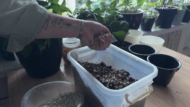 Hands adding perlite to potting soil and mixing the substrate by hand, preparing soil for houseplants, indoor gardening, plant care, home gardening routine.