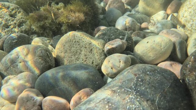 Underwater pebbles and green seaweed texture resting on the shallow sandy riverbed. Panning shot.