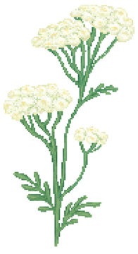 Yarrow flower in pixel art
