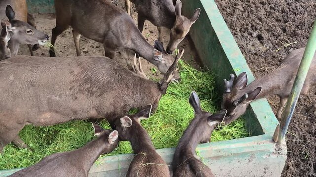 A group of deer gather around a feeding trough, eagerly consuming fresh green fodder. Wildlife feeding in a controlled environment.