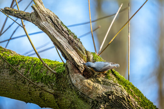 Mit dem Kopf voran erkundet dieser kleine Akrobat eine verborgene H&ouml;hle im alten, moosbedeckten Baumstamm. Inmitten des stillen Waldes, umgeben von sanftem Licht, wirkt der Kleiber