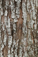 Fototapeta premium Natural Tree Bark Texture Background Close Up