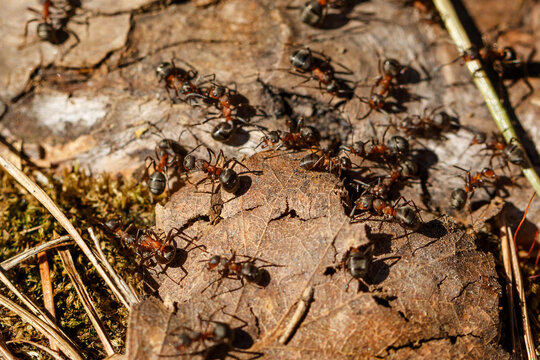 Red Wood Ants Colony Working on Bark and Dry Leaves on Forest Floor Macro Detail