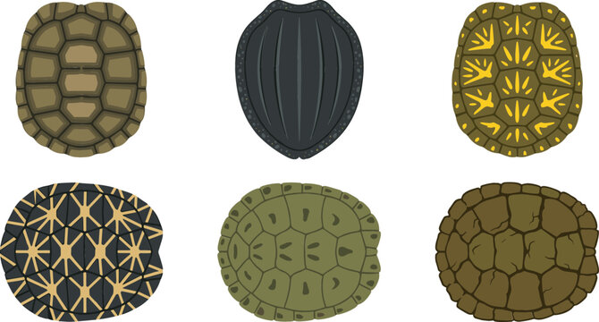 Turtle Shell Pattern Collection Featuring Diverse Tortoise Carapace Textures and Wildlife Patterns for Educational Graphics, Zoo Signage, and Marine Biology Vector Designs
