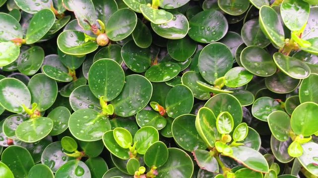 Close up of green leaves with water droplets after rain