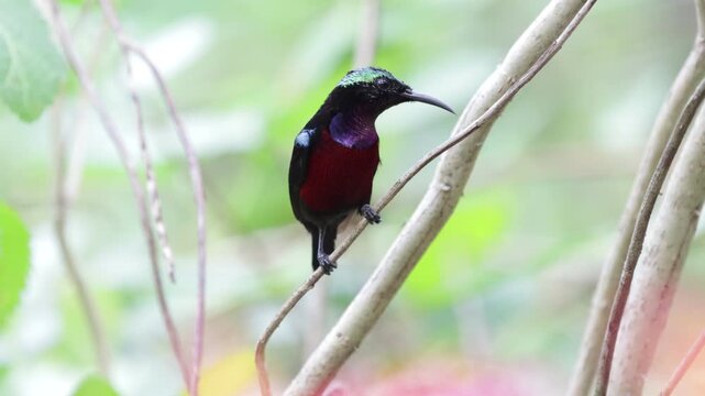 a Male Purple-naped Sunbird (Leptocoma sperata) Perched on a Branch in Tropical Forest with Soft Bokeh, Male Purple-naped Sunbird (Leptocoma sperata) perched on a slender branch in a tropical rainfore