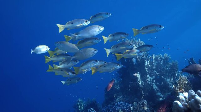 School of vibrant yellowtail snapper fish swimming gracefully near tropical coral reef in deep blue sea.