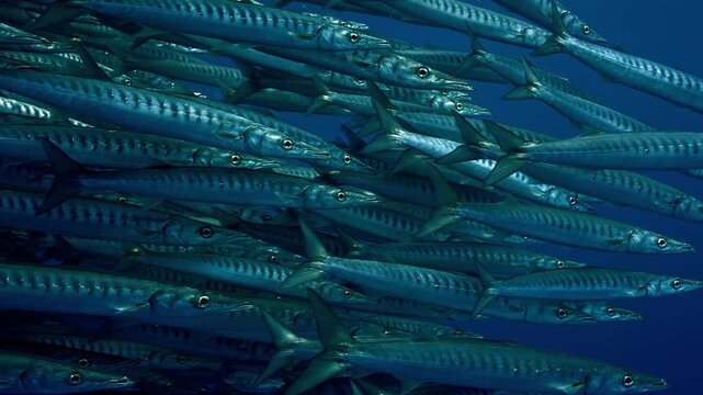 School of barracuda fish swimming together in deep blue ocean water for underwater nature stock footage clip.