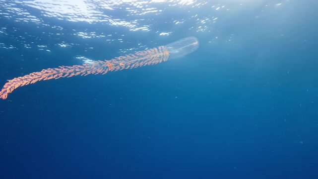 Transparent siphonophore colony swimming through deep blue ocean waters captured on high definition camera.