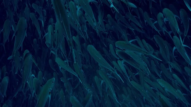 Large school of small silver fish swimming together in deep ocean water creating dynamic motion movement.
