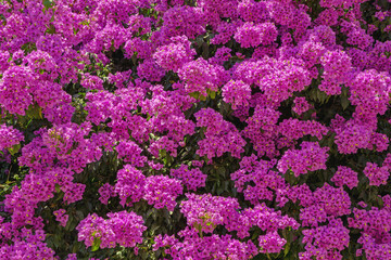Obraz premium Beautiful purple flowers Bougainvillea - thorny ornamental vine with flower-like leaves - on sunny summer day