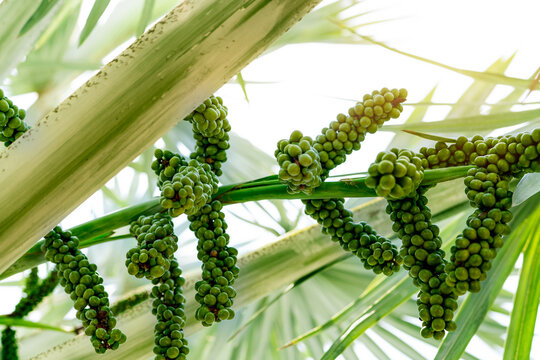 Bismarckia nobilis in the garden. Closeup round green raw fruit of Bismarck palm. Evergreen palm. Palm tree for decorate hotel or resort garden. Ornamental plant. Palm plantation and agriculture.