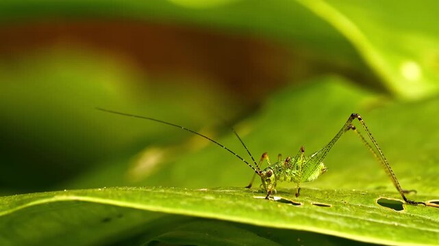 Tiny green grasshopper eating leaf in summer garden