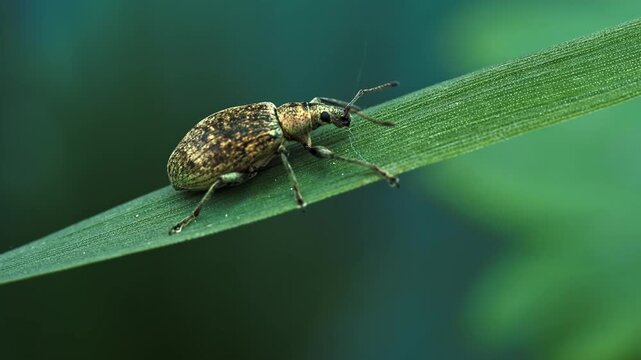 Weevil beetle sitting on green leaf outdoors