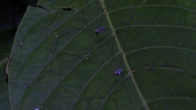 4K video of long-legged harvestmen spiders crawling on a green leaf in a dark jungle.