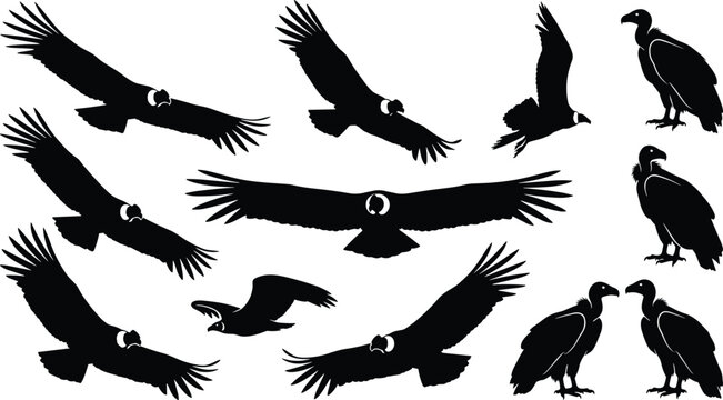 Condor and vulture bird black silhouette set flying soaring and perched wild predator animals vector illustration,
