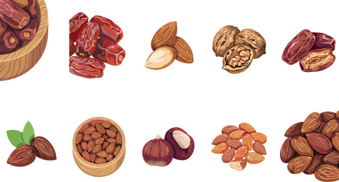 Dried Fruit and Nuts Vector Set with Sweet Dates Almonds Walnuts Chestnuts Bowls and Raw Kernels Isolated on White Background for Ramadan Graphic Designs