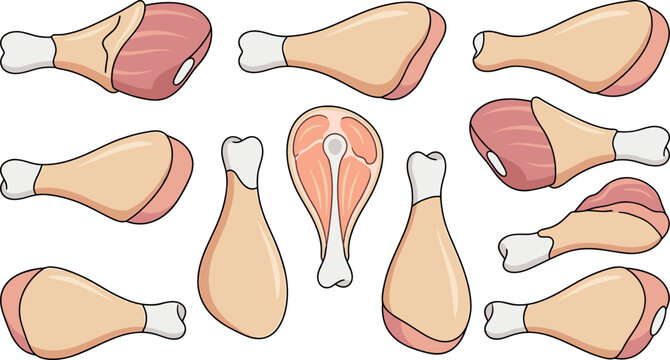 Raw Chicken Drumstick Vector Set with Fresh Poultry Leg Pieces Skin On Cuts and Longitudinal Cross Sections for Cooking and Butcher Food Designs