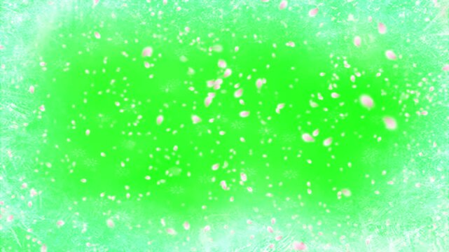 Spring cherry blossom petals falling down on green screen background sakura