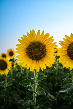 Vibrant Yellow Sunflower in Full Bloom Facing Camera in Field at Golden Hour, Summer Landscape