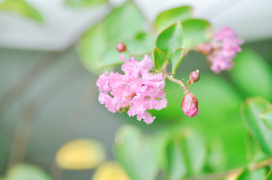 crape myrtle, crepe myrtle or Lagerstroemia floribunda Jack or Lagerstroemia sp or LYTHRACEAE or Thai crape myrtle or pink flower or pink flower