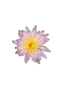 Pink and yellow water lily bloom isolated on white background with waterlily
