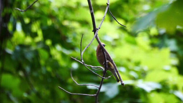 Birds 0755 Cedar Wax Wings West Sand Lake New York