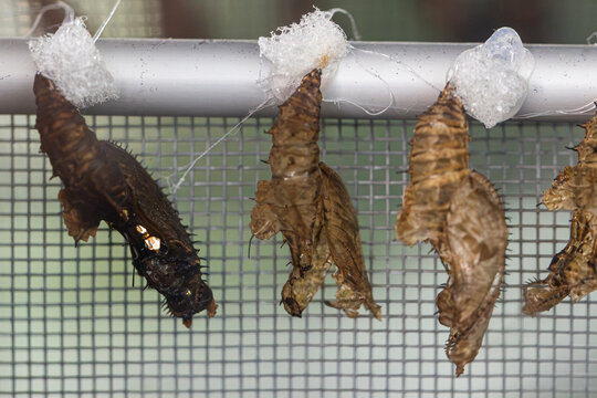 Close-up of butterfly chrysalises