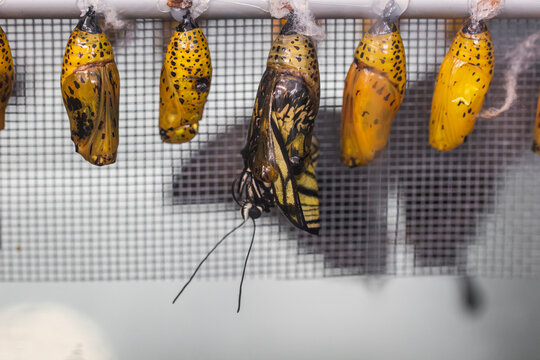 Butterfly emerging from a chrysalis among hanging chrysalises