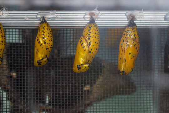 Close-up of butterfly chrysalises