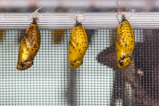 Close-up of butterfly chrysalises
