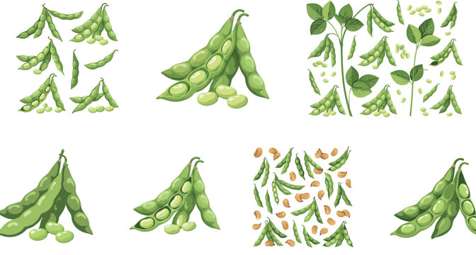 Fresh Green Edamame and Soybean Pods Vector Illustration Set Featuring Whole Stalks, Leaves, and Raw Beans for Healthy Culinary and Restaurant Menu Designs