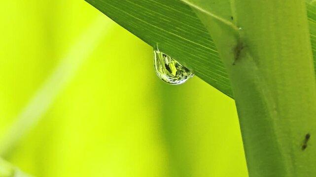 Macro shot of a clear dew drop on a green leaf with an ant crawling in the background.