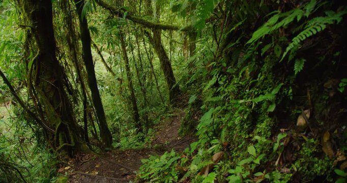 Steep muddy jungle trail descends among moss covered tree trunks and abundant green foliage in dense tropical forest