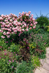Obraz premium Scene of roses and various flowers in full bloom in an early summer garden.