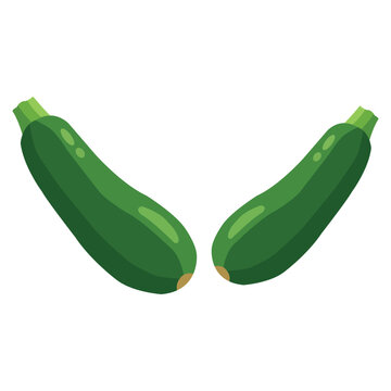 Two fresh green zucchini vegetables organic healthy food, summer harvest, vegetarian ingredient for cooking, flat vector illustration