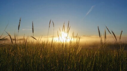 Fototapeta premium Golden sunrise over misty meadow grass field