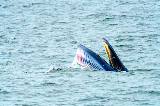 Bryde whale surfacing with wide open mouth while lunge feeding in the blue ocean. Professional shot showing whale mouth and baleen plates during marine life activity in natural habitat.