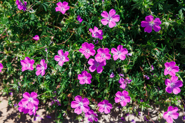 Obraz premium Beautiful pink geranium flowers blooming in the garden.