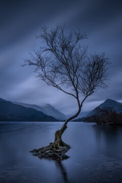 Lone tree at Llyn Padarn near Llanberis, North Wales, photographed at blue hour with calm water and the mountains of Eryri creating an atmospheric landscape.
