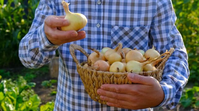 A farmer holding an onion harvest. Selective focus.