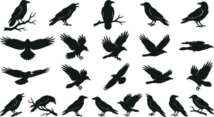 Obraz premium Black Crow and Raven Silhouette Bird Icon Set Featuring Flying and Perched Wildlife Graphic Illustrations