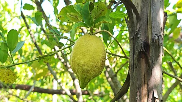 Fresh lemon tree in garden.