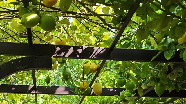 Fresh lemon tree in garden.