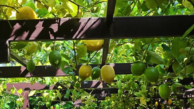 Fresh lemon tree in garden.