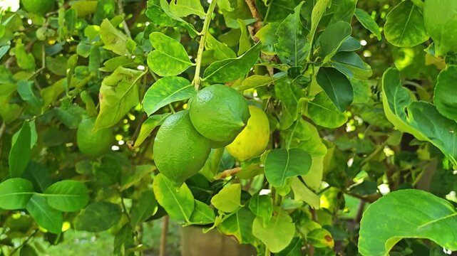 Fresh lemon tree in garden.