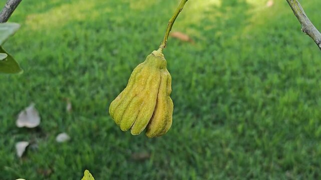 Buddha's hand or fingered citron.