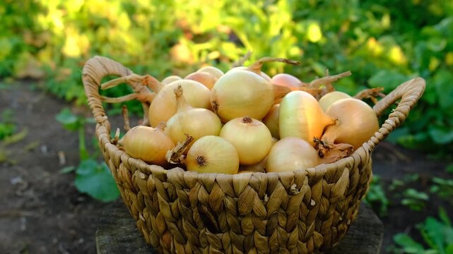 Onion harvest in the garden. Selective focus.